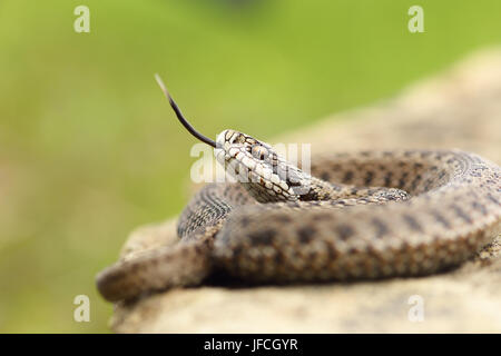 aggressive hungarian meadow viper tasting the air with its tongue ( Vipera ursinii rakosiensis from Transylvania, listed as endangered by IUCN ) Stock Photo