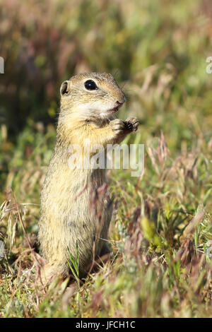 european ground squirrel closeup, image of wild animal taken in natural habitat ( Spermophilus citellus ), listed as vulnerable by IUCN, endangered sp Stock Photo