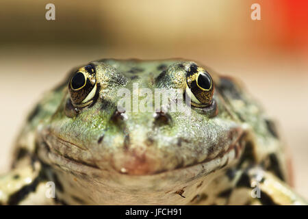 macro portrait of Pelophylax ridibundus, interesting angle of view on animal head ( the common european marsh frog ) Stock Photo