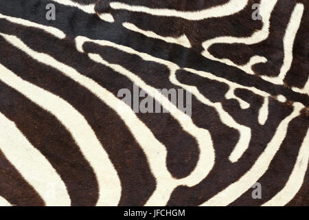 texture of wild zebra natural pelt, animal fur background for your design Stock Photo