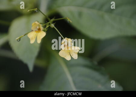 Small flowered touch me not Stock Photo