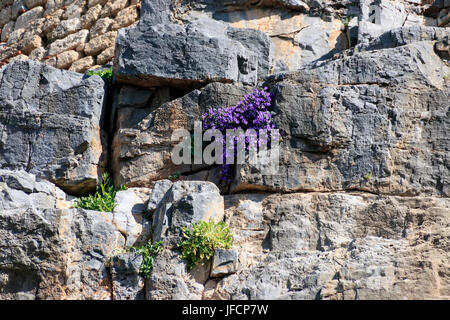 Small purple flowers Stock Photo