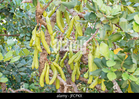 Green seed pods on the carob tree Stock Photo