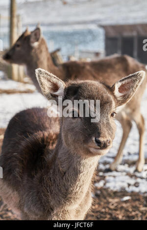 Young fallow deer in an enclosure