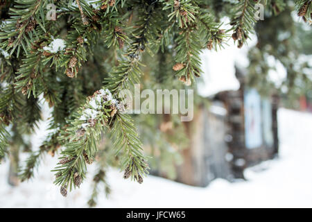 Fir tree branches with cones Stock Photo