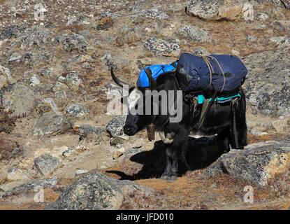 A Dzo, hybrid of yak and cow carrying bags towards the Everest base camp,  Nepal Stock Photo - Alamy