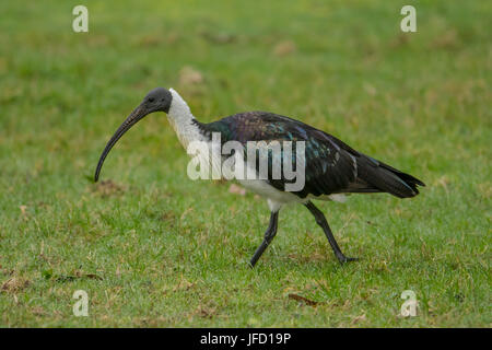 Straw-necked Ibis, Threskiornis spinicollis at the Narrows, Mallacoota, Victoria, Australia Stock Photo