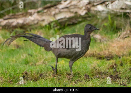 Superb Lyrebird, Menura novaehollandiae at the Narrows, Mallacoota, Victoria, Australia Stock Photo