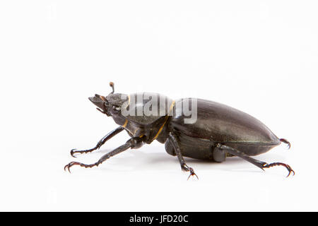 Female Stag Beetle isolated on white Stock Photo