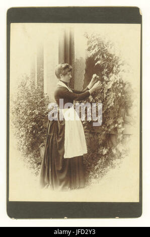 Charming original cabinet card photograph of a pretty lady of the house wearing an apron and a bustle dress  in her garden, picking a rose, circa early 1880's, U.K. Stock Photo