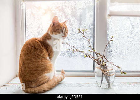 Red-white cat on windowsill Stock Photo