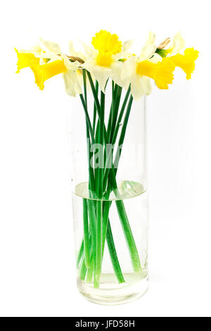 Yellow daffodils narcissus in big glass vase isolated on white Stock Photo