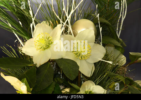 Christmas rose; Easter rose; Stock Photo