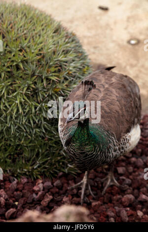 Brown and green female peafowl Pavo muticus Stock Photo