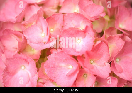 Pink Hydrangea / Hortensia Stock Photo