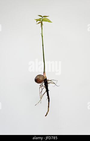 Budding, with root, young walnut tree (Juglans regia) Stock Photo