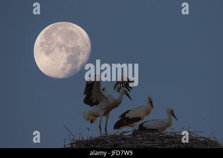 White storks (Ciconia ciconia) in the Stork Nest (Ciconia ciconia) in the moonlight, Hesse, Germany Stock Photo
