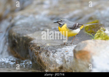 Grey wagtail (Motacilla cinerea), adult male at the river, Tyrol, Austria Stock Photo