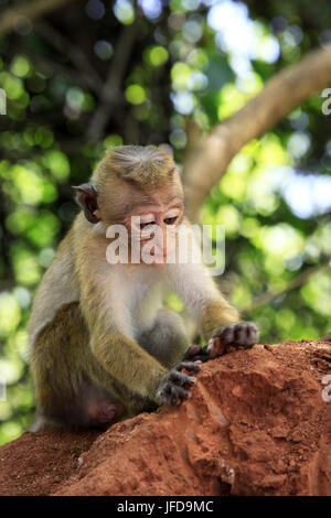 Portrait of the monkey Stock Photo