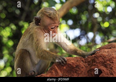 Portrait of the monkey Stock Photo