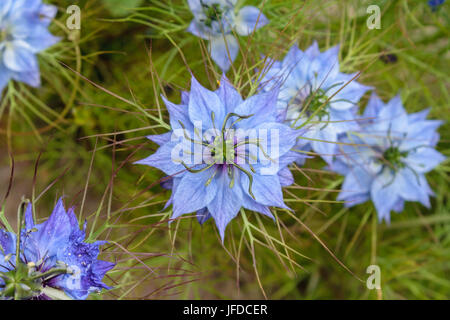 Nigella Flowers Stock Photo