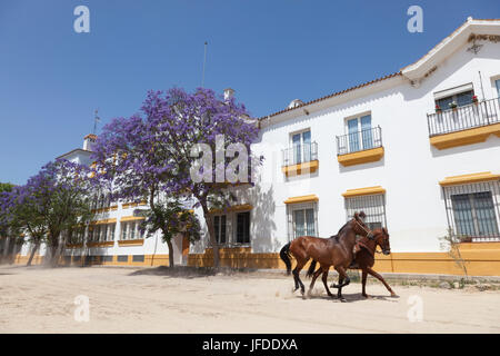 El Rocio, Spain - June 2, 2017: Horses in a street of El Rocio during the pilgrimage Romeria 2017. Province of Huelva, Andalusia, Spain Stock Photo