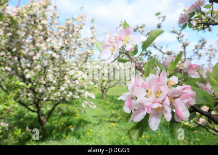 Apple trees blossoming in a English orchard in spring (May), UK Stock Photo