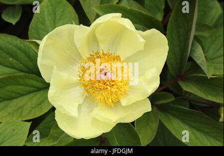 Peony Molly the Witch. Paeonia daurica subsp. mlokosewitschii, or 'Mollly the Witch'. Caucasian peony in bloom in spring, UK Stock Photo