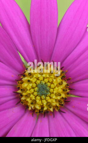Osteospermum Jucundum 'Compactum', a bright pink African Daisy, also called Cape Daisy, blooming in an English garden, UK Stock Photo