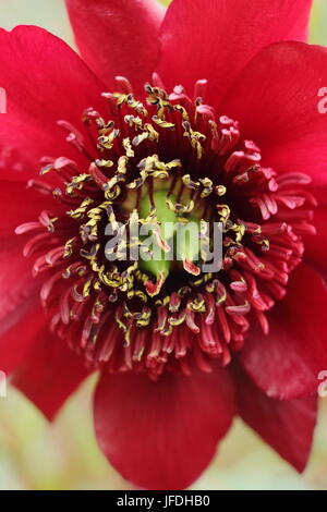 Peony. Tree peony (paeonia delavayi), flowering in an English garden in early summer, Yorkshire, England UK Stock Photo