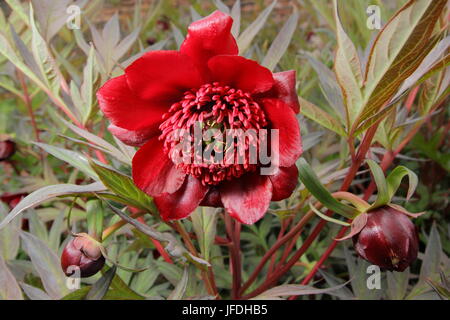 Tree peony (paeonia delavayi), flowering in an English garden in early summer, Yorkshire, England UK Stock Photo