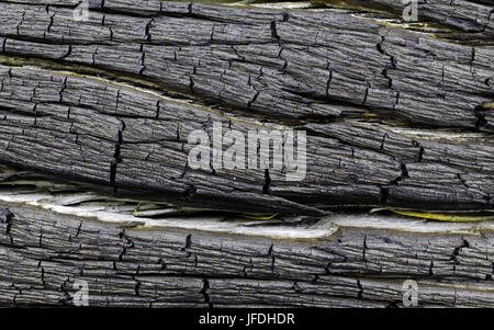 The structure of an old pine tree trunk burnt in a forest fire as the background Stock Photo