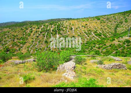 Dry stone landscape on Island Hvar, Croatia Stock Photo