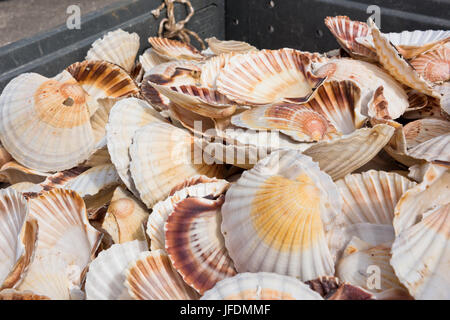 Heap of scallop shells as residuals in a metal container Stock Photo