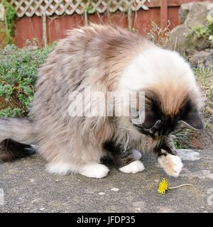 Seal Point Lynx Mitted Ragdoll Cat Playing Outdoors With A Dandelion. Stock Photo