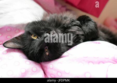 Black Cat Laying On A Bed Portrait.
