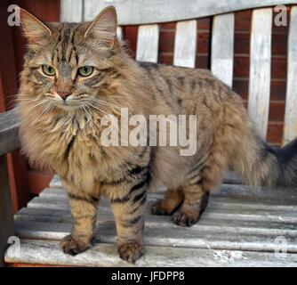 Long Haired Tabby Cat On A Garden Bench Stock Photo