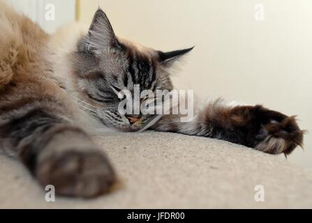 Ragdoll Cat Sleeping Stock Photo