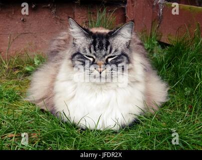 Ragdoll (Seal Lynx Tabby) Cat Sleeping Outdoors Portrait. Stock Photo