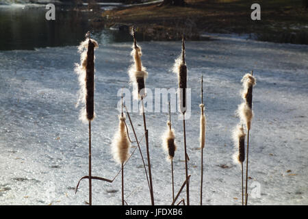 Typha latifolia, Common Bulrush Stock Photo