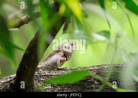 Portrait of Chameleon Animal, Natural,wallpaper Stock Image - Image of  banswara, natural: 155279349 | Chameleon pet, Animals beautiful, Animals