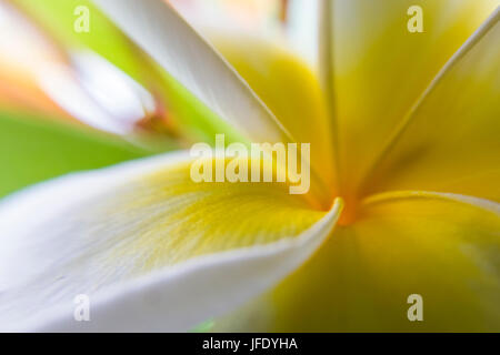 Close up of Plumeria or frangipani white & yellow blossoms on tree in Florida Stock Photo
