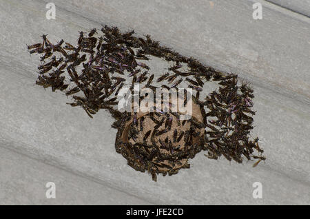 Wasp nest on top roof with wasps Stock Photo