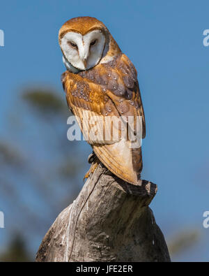 Baby barn owl learning to fly Stock Photo