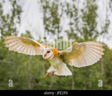 Baby barn owl learning to fly Stock Photo