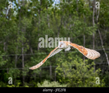 Baby barn owl learning to fly Stock Photo