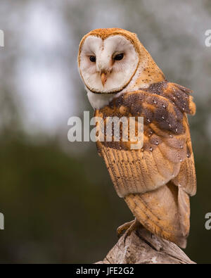 Baby barn owl learning to fly Stock Photo