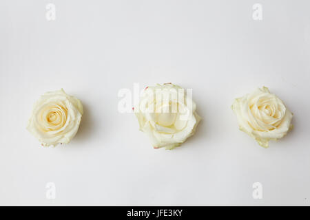 three white rosebuds Stock Photo