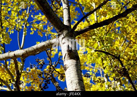 Yellow leaves against brilliant blue sky Stock Photo