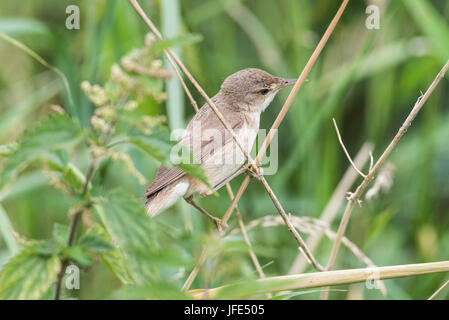 A perched Reed Warbler (Acrocephalus scripaceus) Stock Photo